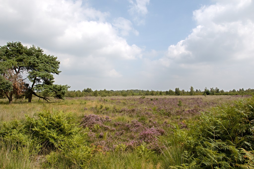 nationaal park de groote peel grote natuurgebied natuur hdr brabant limburg staatsbosbeheer turf veen heide hei bos bossen
